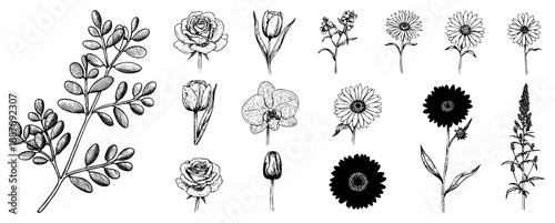 Botanical Illustration Set Featuring Flowers and Leaves in Detailed Art