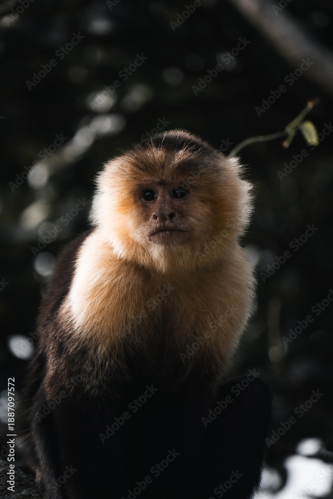 Fototapeta premium Monkey watching from a tree in the tropical rainforest in Central America