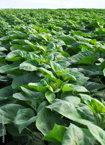 Vászonkép Young sunflower plants before the flowers appear