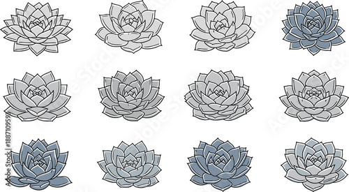 Succulent rosette illustration set with layered leaves in gray and blue variations, vector artwork