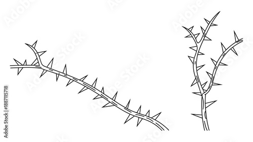 Illustration of two thorny plant branches, depicting their protective sharp spines