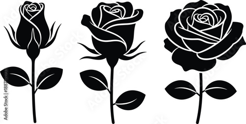 Rose bloom progression illustration showing bud, partial bloom, and full blossom stages, vector artwork