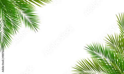 Eco Frame And Green Palm Tree Leaves