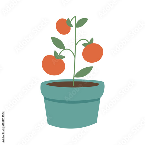 Tomato plant illustration depicting homegrown vegetables, healthy nutrition themes, and backyard farming education content