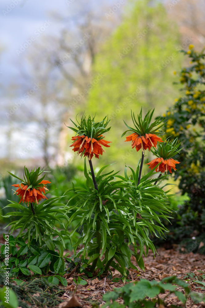 Fototapeta premium Fritillaria imperialis crown imperial flower in bloom, beautiful tall orange red flowering springtima bulbous plant