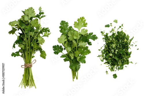 Fresh organic parsley bunch tied with twine and single stems isolated on transparent background