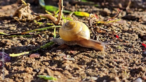 Close-up video of a snail slowly crawling across the ground, showcasing its natural movement and texture
