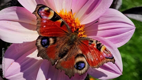 Peacock butterfly resting on a blooming dahlia flower