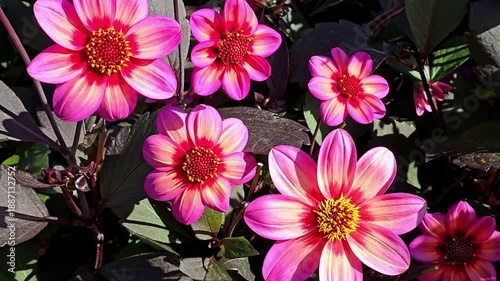 Video of blooming pink dahlia flowers