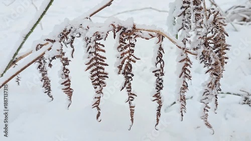 Fresh snow on ferns in winter forest