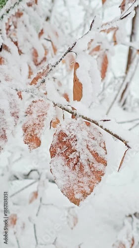 Fresh snow on brown leaves