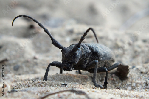 Fotografija A close-up, ground-level macro photograph captures a formidable longhorn beetle
