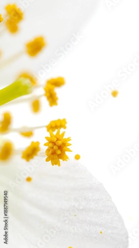 Dynamic Macro View Of Pollen Grains Dispersing From A White Flower Stamens On White Background