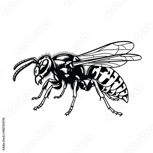 Black and white illustration of a wasp on white background