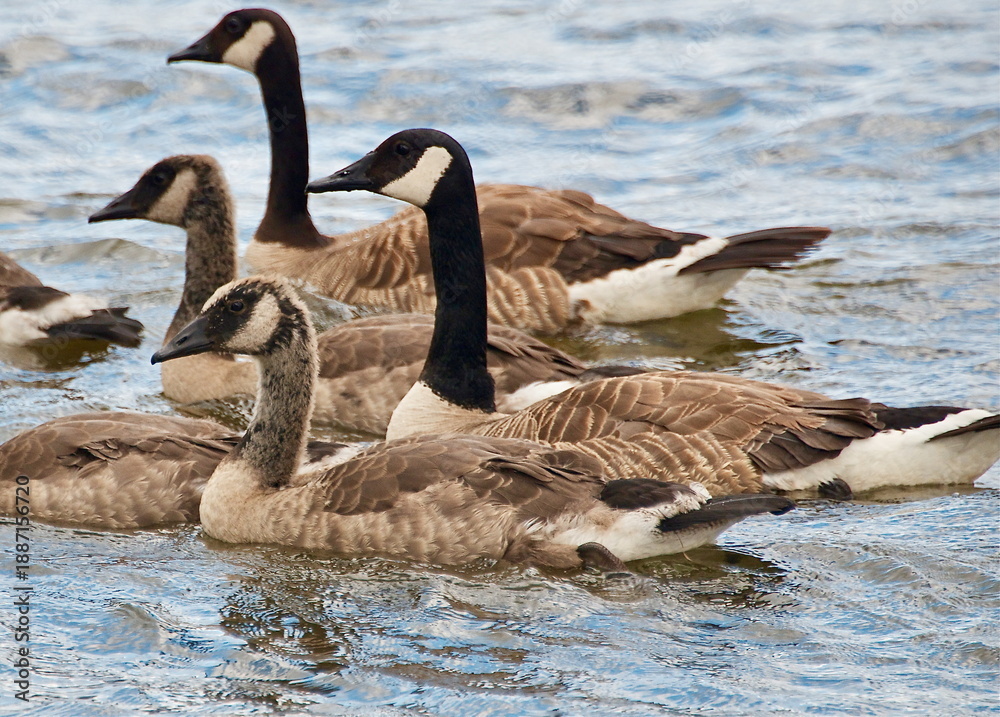 Fototapeta premium Canada Geese Family Swimming Minnesota