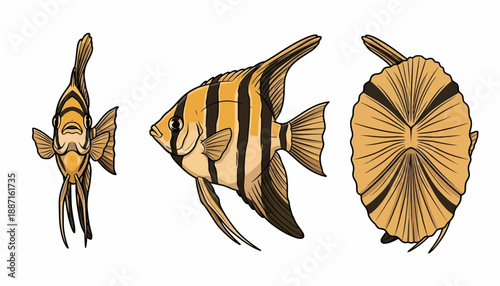 Illustrated Side, Front, and Dorsal Views of Striped Angelfish.