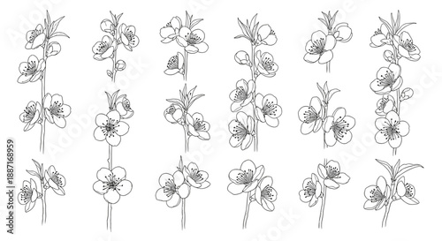 Collection of delicate handdrawn floral sketches for design projects