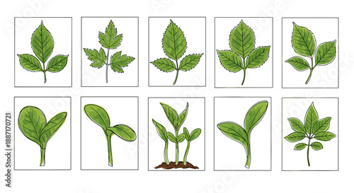 Collection of various young green plant seedlings and sprouts