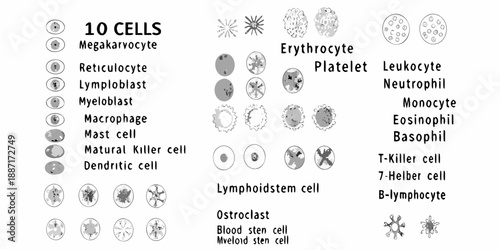 Visual guide to different types of blood cells and their microscopic appearances