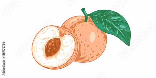 A vibrant illustration depicting a whole apricot and a halved apricot with a leaf