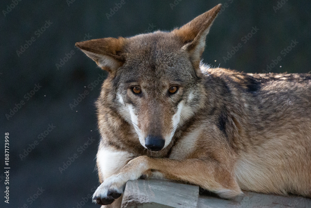 Fototapeta premium Close up portrait of a red wolf looking into camera