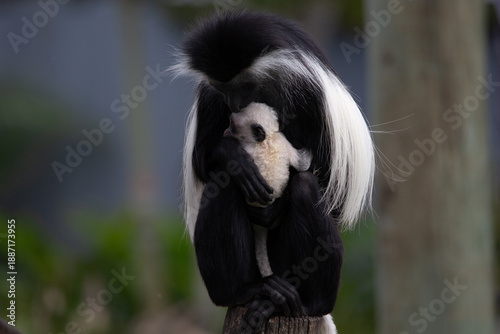 Photography Mother Angolan colobus monkey cradling her infant