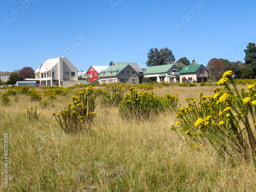 Picturesque view of the small quint historic mining town of Kaapsche Hoop, in South Africa, with yellow flowers of the Geelblombos in the foreground. 