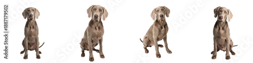 фотографія Four Weimaraner Dogs Sitting in Various Poses PNG with Oil Paint Effect Isolated