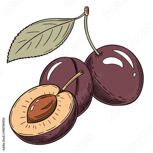Fresh Plums with Leaf and Sliced Half Vector Illustration
