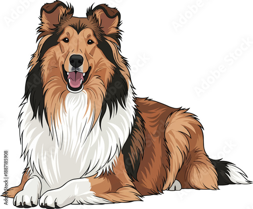 Rough Collie dog lying down relaxed resting happy smiling pose