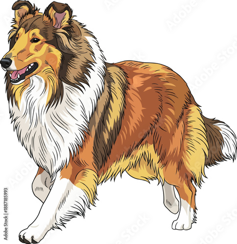 Rough Collie dog running playful energetic movement 