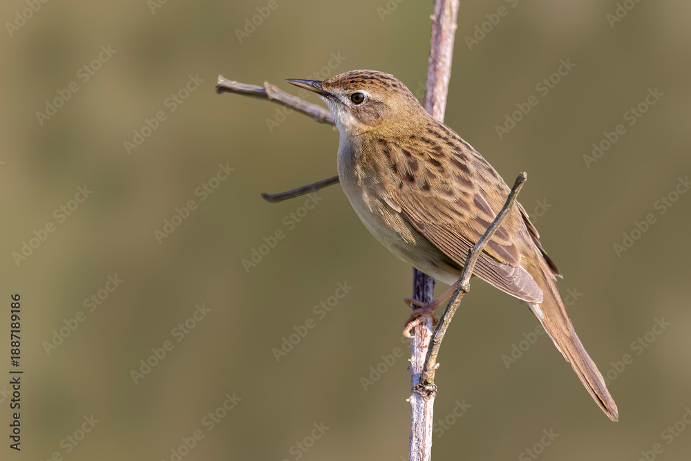 Fototapeta premium Grasshopper warbler vocalizing in the Arkemheenpolder, Netherlands during the spring season