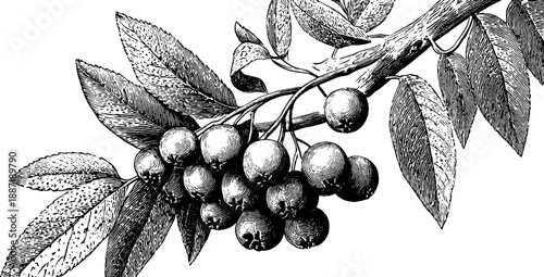 Vintage botanical sketch of rowan branch with berries and leaves for design