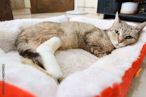 Bild auf Leinwand Tabby cat resting with broken leg in cast