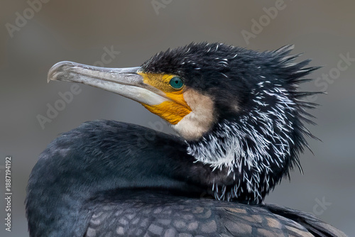 Great cormorant perched in the Netherlands with striking features and vivid colors
