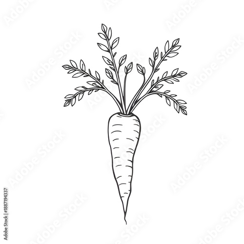 carrot, vegetable, food, root, healthy, nutrition, fiber, vitamin, vegan, vegetarian, organic, fresh, farm, harvest, garden, plant, cooking, ingredient, kitchen, diet, outline, sketch, lineart, handdr
