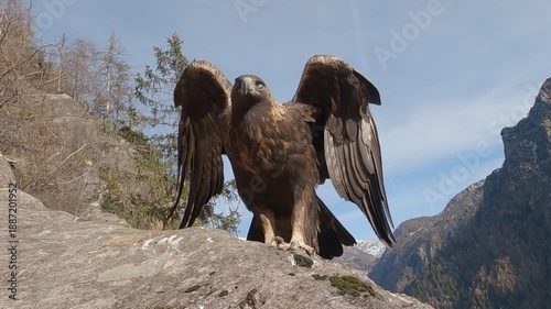 Golden eagle, Aquila chrysaetos, Aquila reale	