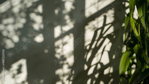 Shadows Cast by Leaves on a Wall in a Sunny Indoor Space During the Afternoon