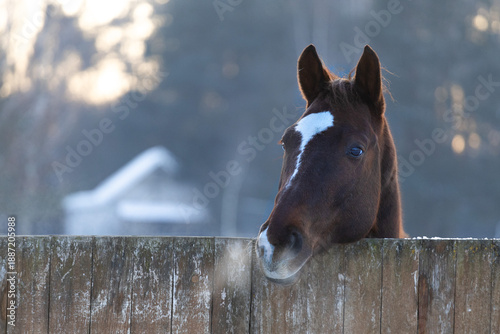 The head of a beautiful, curious young horse behind a wooden paddock fence. A cold, snowy winter.