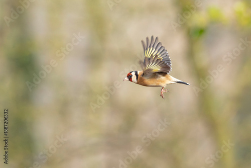 European Goldfinch Carduelis carduelis in flight