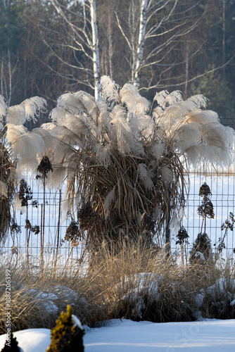 Wallpaper Mural Snow Garden in Frosty Winter. Miscanthus Plants. Protecting Plants from Frost in January Torontodigital.ca