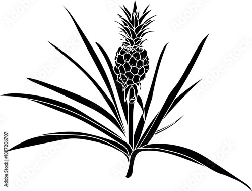 Black silhouette of pineapple plant (Ananas comosus) with pineapple fruit and leaves isolated on white background