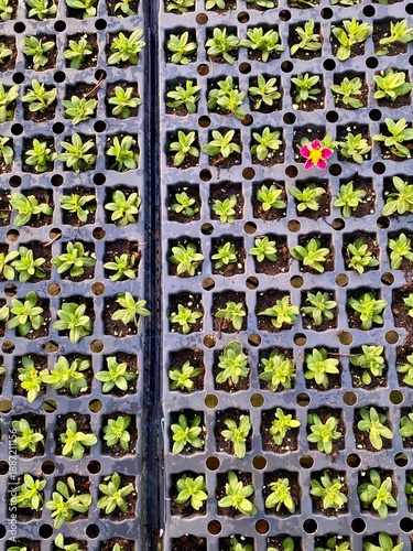 Million bells seedlings in tray with first leaves and one flower