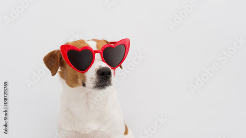 Schilderij op canvas Jack Russell Terrier dog with red heart shaped sunglasses sitting on a white bac