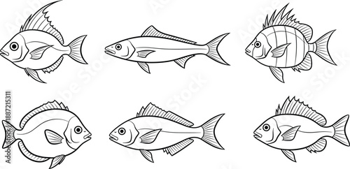 Collection of fish line art vector illustrations, different marine and freshwater fish outlines, hand drawn style, isolated on white background