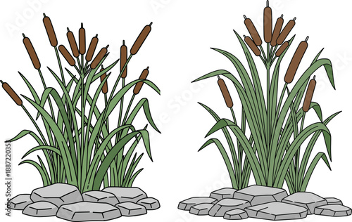 Cattail plant vector illustration, wetland reeds with brown flower spikes growing near stones, aquatic marsh vegetation and nature landscape concept, isolated flat design