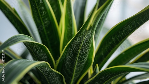 Green Plant With Large Leaves Placed in a Bright Room With Sunlight