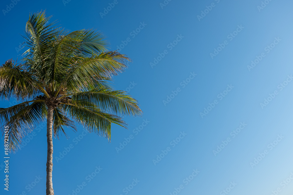 Obraz premium Palm Tree Against Blue Sky With Copy Space