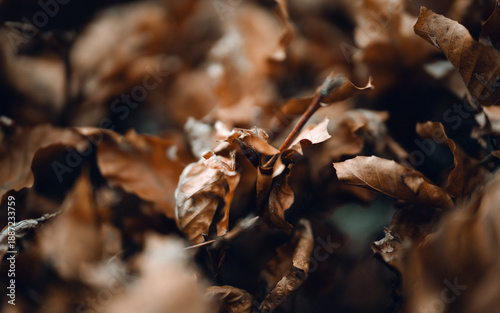 Dry autumn leaves on forest floor with shallow depth of field