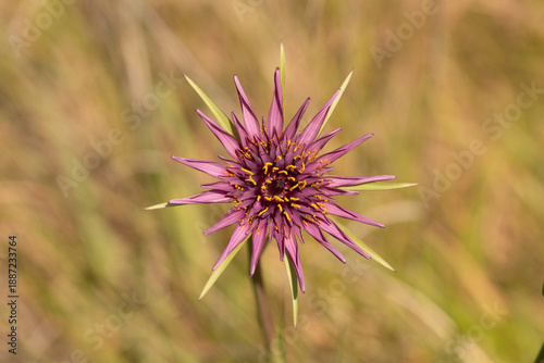 Closeup of the purple flower of a vegetable oyster (tragopogon porrifolius) Marlborough, New Zealand.